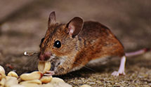 24 Hour & Emergency Exterminators in Fulp, NC